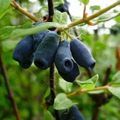 Жимолость съедобная ВОЛХОВА в Дзержинске