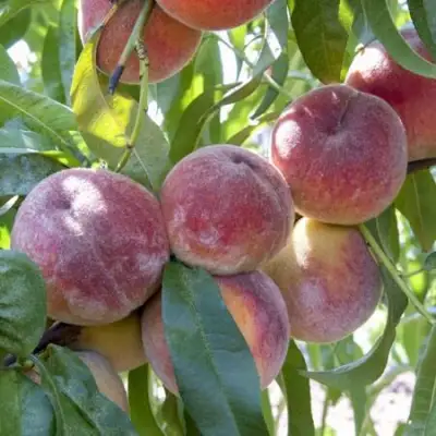 Персик ЗАРМЕНЮ в Дзержинске