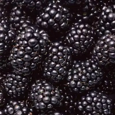 Ежевика ОРКАН бесшипная  в Дзержинске