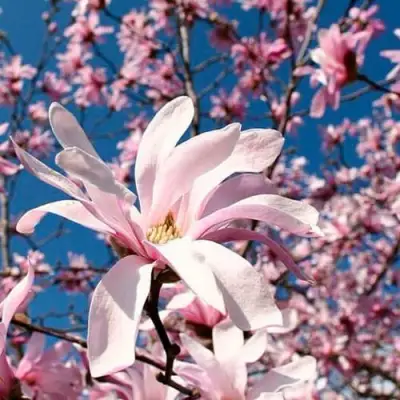 Магнолия РОЗЕЯ в Дзержинске