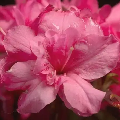 Азалия РОКОКО японская в Дзержинске