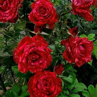 Роза РЕД ИНТУИШН чайно-гибридная в Дзержинске