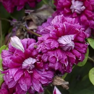 Клематис ПУРПУРЕА ПЛЕНА ЭЛЕГАНС в Дзержинске