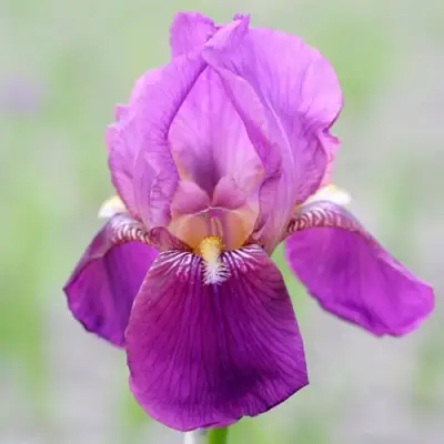 Ирис ИМПЕРАТОР бородатый в Дзержинске