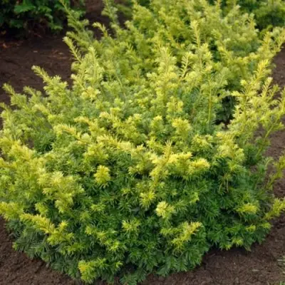 Тис ЭЛЕГАНТИССИМА ягодный в Дзержинске