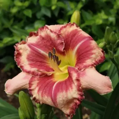 Лилейник АУТСТАНДИНГ гибридный в Дзержинске