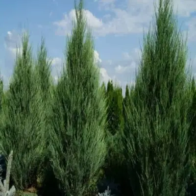 Можжевельник СКАЙРОКЕТ  скальный в Дзержинске