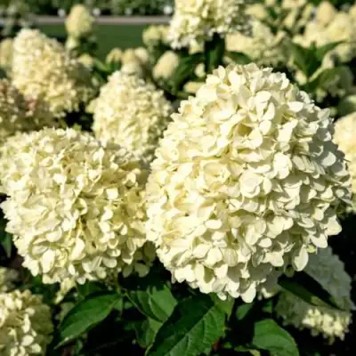 Гортензия коттон крем