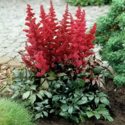 Астильба МОНТГОМЕРИ японская в Дзержинске