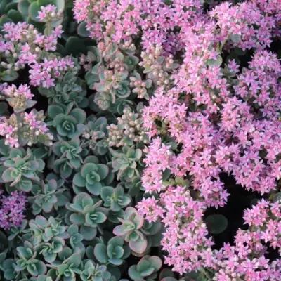 Очиток (седум) САНСПАРКЛЕР ЛАЙМ ЗИНГЕР в Дзержинске