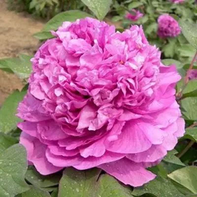 Пион ОРНАМЕНТ древовидный в Дзержинске