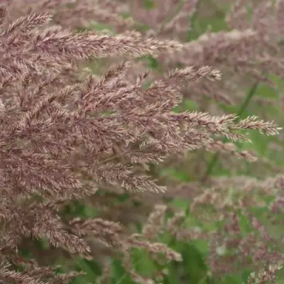 Вейник КАРЛ ФОРСТЕР остроцветковый в Дзержинске