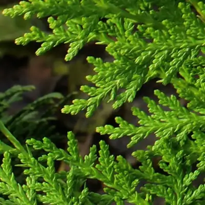 Туя восточная в Дзержинске