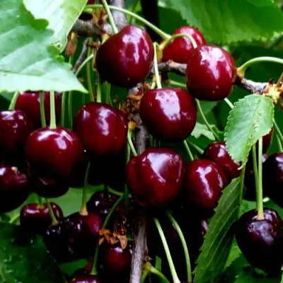 Черешня РЕВНА в Дзержинске