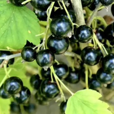 Смородина черная ВОЛОГДА в Дзержинске