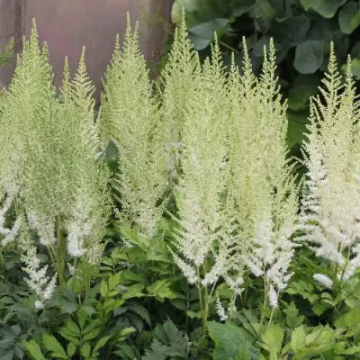 Астильба ДИАМАНТ Арендса в Дзержинске