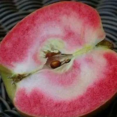 Яблоня ПИНК ПЕРЛ в Дзержинске