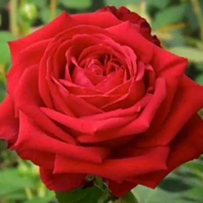 саженцы розы Софи Лорен