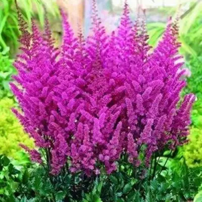 Астильба ПЕПЛ РЕЙН гибридная в Дзержинске