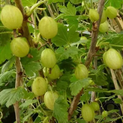 Крыжовник ИНВИКТА в Дзержинске