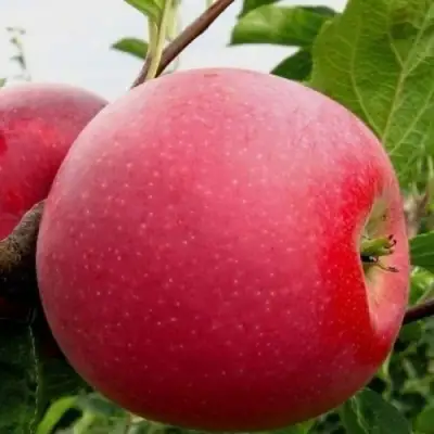 Яблоня АЙДАРЕД в Дзержинске