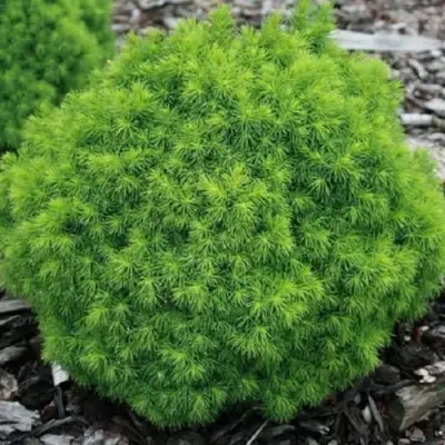 Ель АЛЬБЕРТА ГЛОБ сизая в Дзержинске