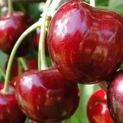 Черешня ВАСИЛИСА в Дзержинске