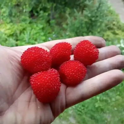 Малина ТИБЕТСКАЯ (РОЗОЛИСТНАЯ) в Дзержинске