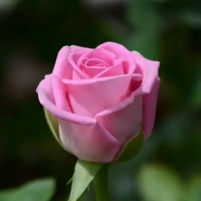 Роза АКВА чайно-гибридная в Дзержинске