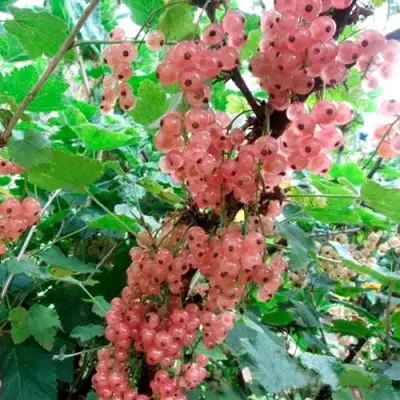 Смородина белая ПРЫГАЖУНЯ (РОЗОВАЯ) в Дзержинске