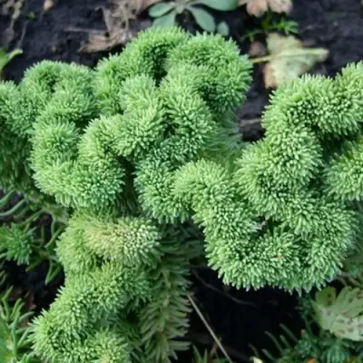 Очиток (седум) КРИСТАТУМ отогнутый в Дзержинске