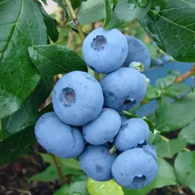 Голубика ТОРО в Дзержинске