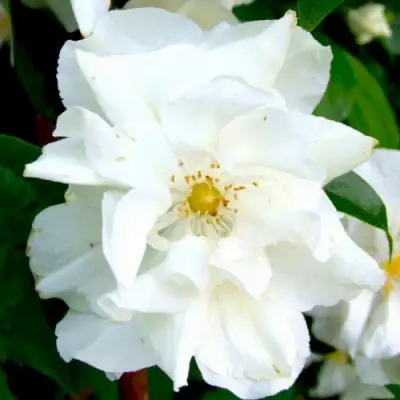 Жасмин РОЗАЦЕ в Дзержинске