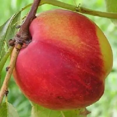 Нектарин СТАРК РЕД ГОЛД в Дзержинске