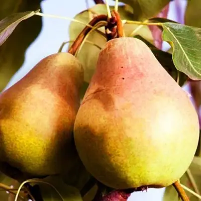 Груша СЛАДКАЯ ИЗ МЛИЕВА в Дзержинске