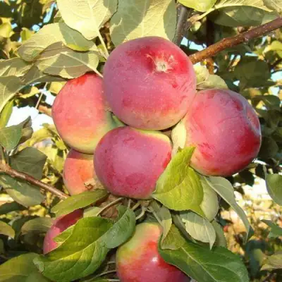 Яблоня ОРЛИК в Дзержинске