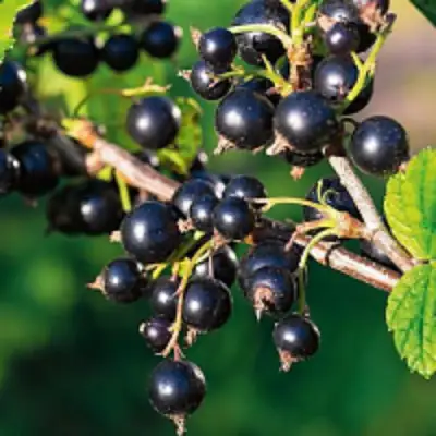 Смородина чёрная ЦЕРЕРА в Дзержинске