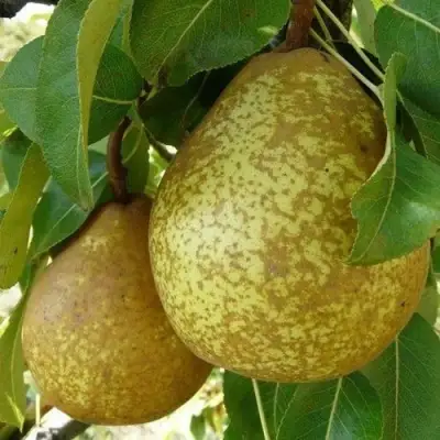 Груша ГЕНЕРАЛ ЛЕКЛЕРК в Дзержинске