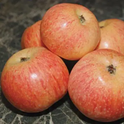 Яблоня КОНФЕТНОЕ в Дзержинске