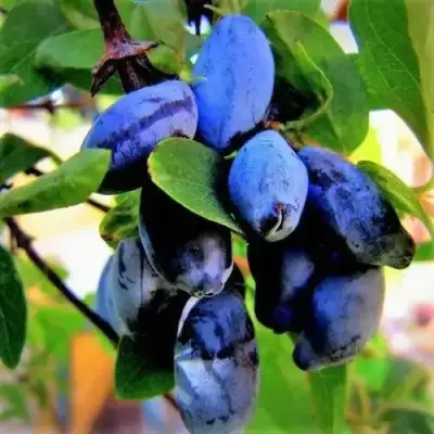 Жимолость съедобная БЛУ ТРЕЖЭ (ГОЛУБОЕ СОКРОВИЩЕ) в Дзержинске
