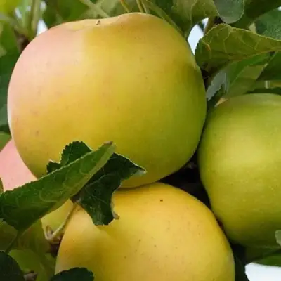 Яблоня БАНАНОВОЕ в Дзержинске