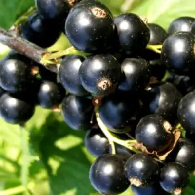 Смородина чёрная ДЕЛИКАТЕСНАЯ в Дзержинске