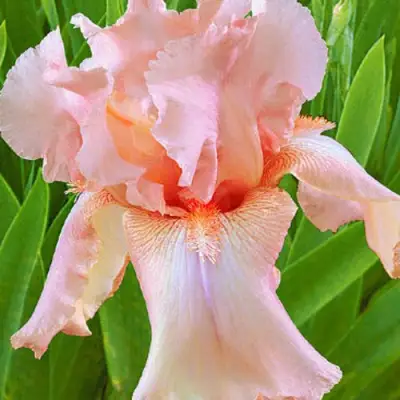 Ирис ПАТИ ДРЕСС бородатый в Дзержинске