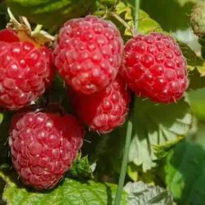 Малина ПРИМАРА в Дзержинске