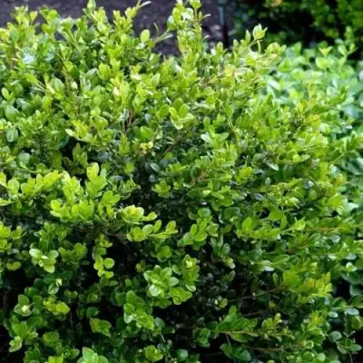 Самшит ФОЛКНЕР в Дзержинске