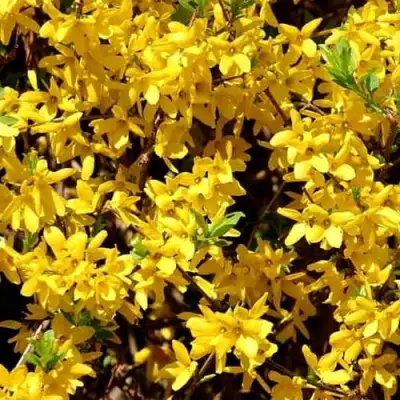 Форзиция ЛЕДНОГОРА промежуточная в Дзержинске