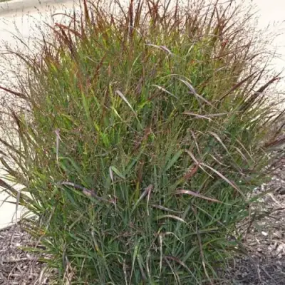 Просо ШЕНАНДО прутьевидное в Дзержинске