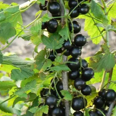 Смородина чёрная ДАБРАДЗЕЯ в Дзержинске