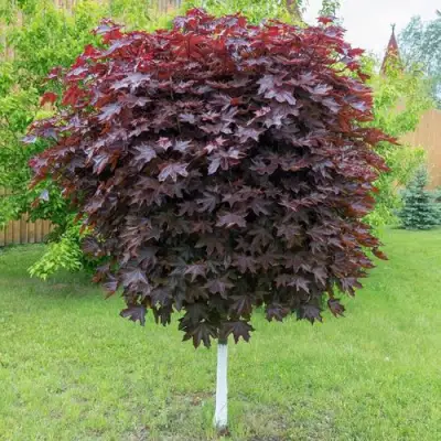 Клен красный в Дзержинске