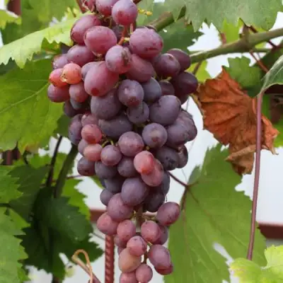 Виноград КИШМИШ ЗАПОРОЖСКИЙ в Дзержинске